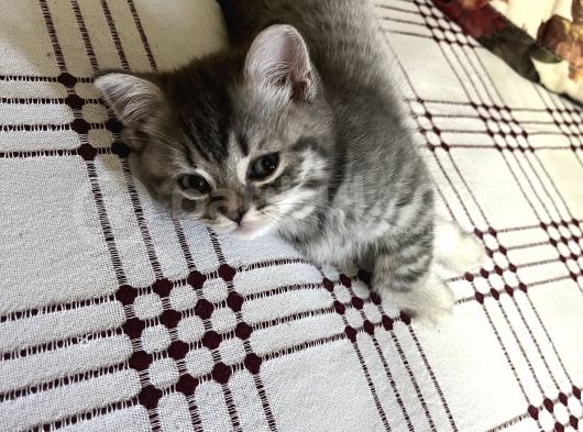 Anne Altından British Ve Scottish Tobby Yavrularımız Mama Karşılığı Sahıplendirme görsel