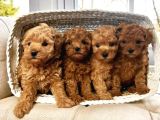 Red Brown Toy Poodle Yavrular