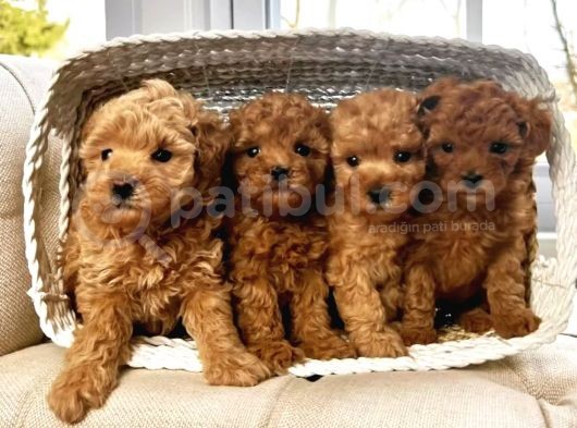 Red Brown Toy Poodle Yavrular