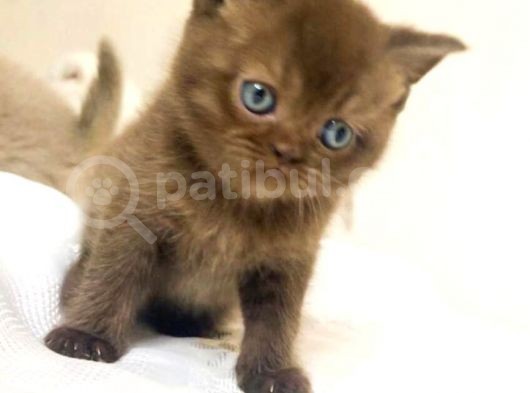 Nadir Bulunan Cinnamon Renk görsel