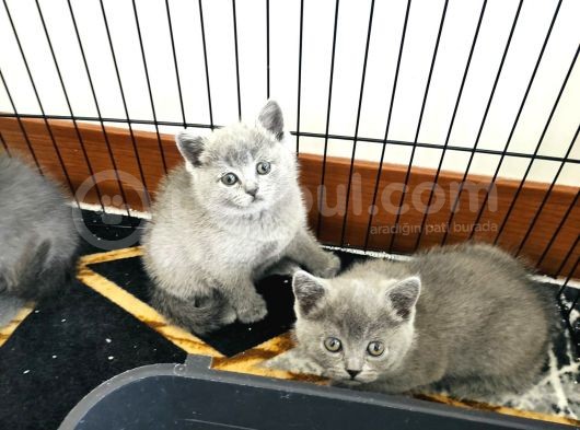 Safkan Bri̇ti̇sh Shorthai̇r Yavrularimiz görsel