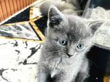Safkan Bri̇ti̇sh Shorthai̇r Yavrularimiz