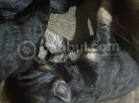 Yeni̇ Doğmuş 2 Günlük Yavrularimiz görsel