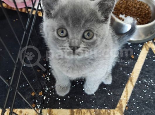 Safkan Bri̇ti̇sh Shorthai̇r Yavrularimiz görsel