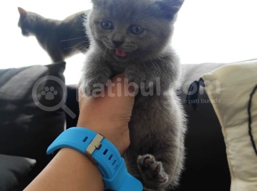 Safkan Bri̇ti̇sh Shorthai̇r Yavrularimiz görsel