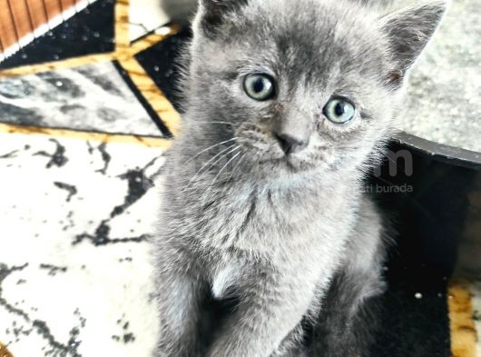 Safkan Bri̇ti̇sh Shorthai̇r Yavrularimiz