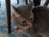 Bir Yaşında Erkek Kedi