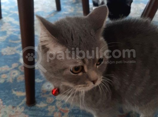 Bir Yaşında Erkek Kedi