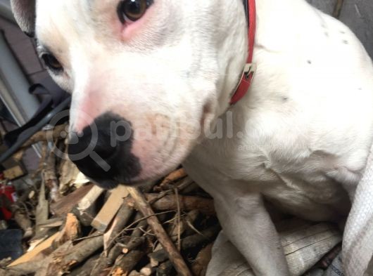 Safkan Pitbul Yavru 7 Aylık