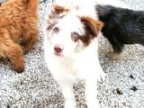 Her Renk Border Collıe Yavrular (Bursa Köpek Okulu)