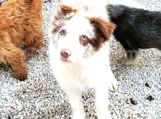 Her Renk Border Collıe Yavrular (Bursa Köpek Okulu) görsel