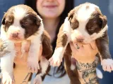 Her Renk Border Collıe Yavrular (Bursa Köpek Okulu)