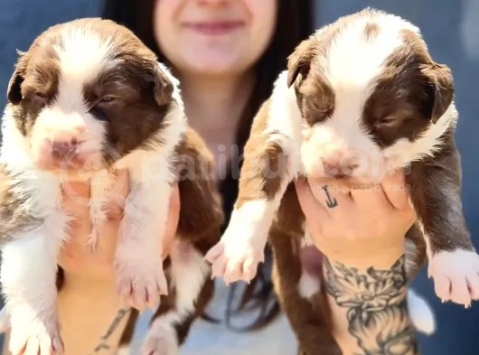 Her Renk Border Collıe Yavrular (Bursa Köpek Okulu)