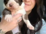 Her Renk Border Collıe Yavrular (Bursa Köpek Okulu)