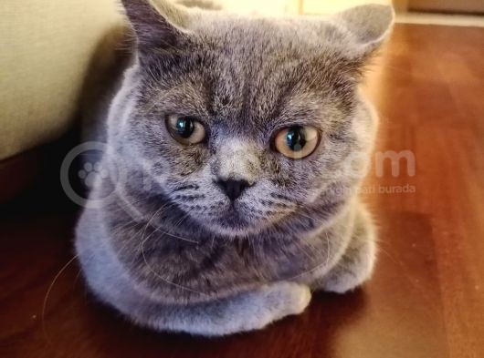 British Shorthair görsel