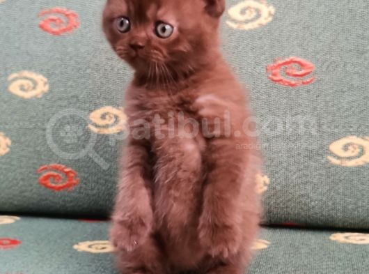 Nadir Bulunan Cinnamon Renk görsel