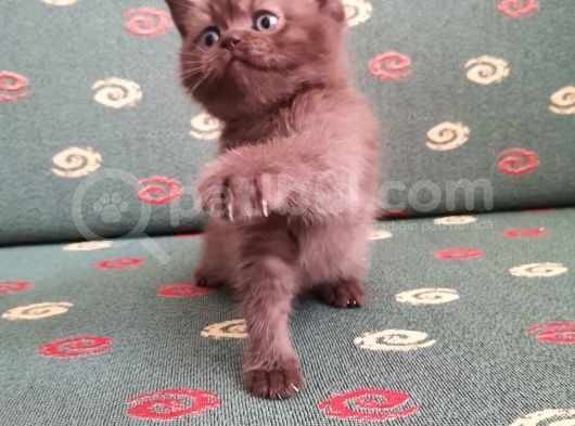 Nadir Bulunan Cinnamon Renk görsel