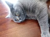 British Shorthair