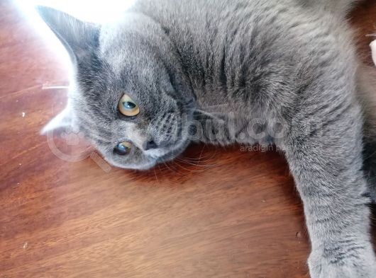 British Shorthair görsel