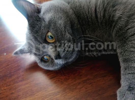 British Shorthair