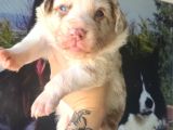 Her Renk Border Collıe Yavrular (Bursa Köpek Okulu)