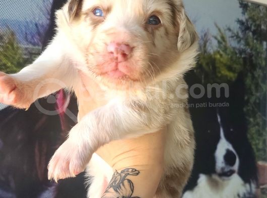 Her Renk Border Collıe Yavrular (Bursa Köpek Okulu) görsel