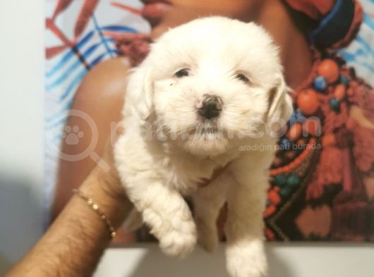 Kar Beyaz Maltese Terier Bebeğim