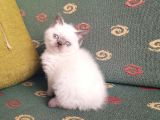 Topaç Surat British Shorthair