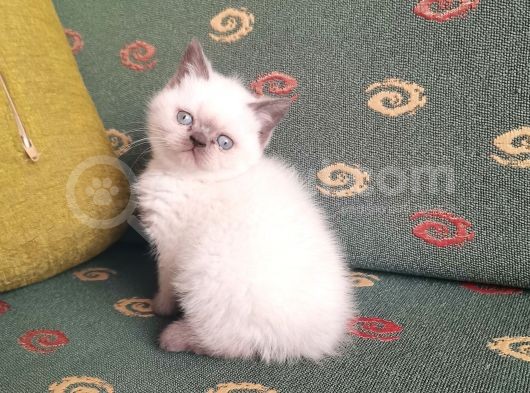 Topaç Surat British Shorthair görsel