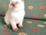 Topaç Surat British Shorthair