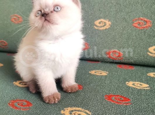 Topaç Surat British Shorthair görsel