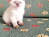 Topaç Surat British Shorthair