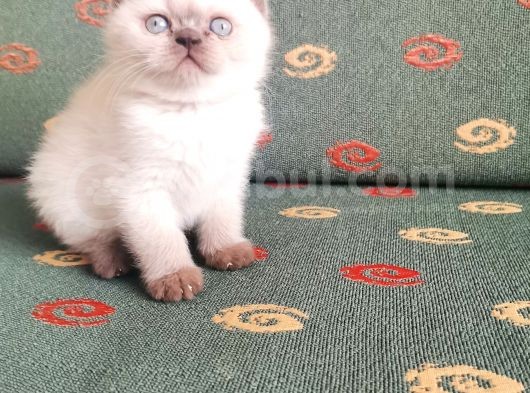 Topaç Surat British Shorthair görsel