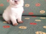 Topaç Surat British Shorthair
