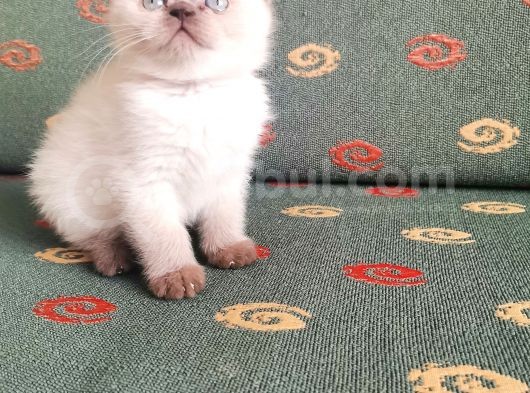 Topaç Surat British Shorthair