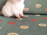 Topaç Surat British Shorthair