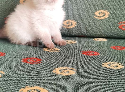 Topaç Surat British Shorthair görsel