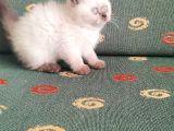 Topaç Surat British Shorthair