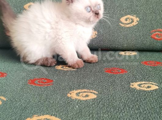 Topaç Surat British Shorthair görsel