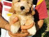 Tuvalet Eğitimli Maltipoo Bebekler