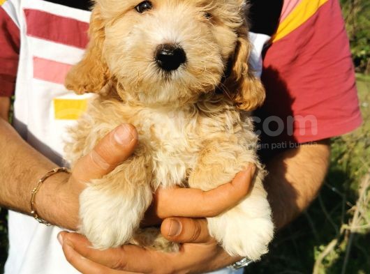 Tuvalet Eğitimli Maltipoo Bebekler