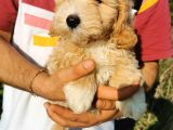 Tuvalet Eğitimli Maltipoo Bebekler