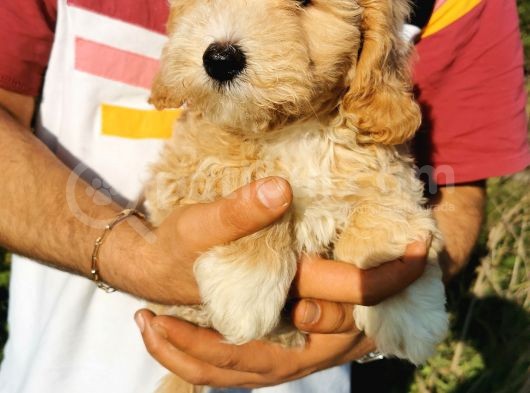Tuvalet Eğitimli Maltipoo Bebekler görsel