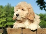 İpeksi Tüy Yapısına Sahip Maltipoo Bebeğim