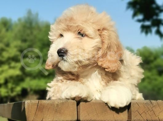 İpeksi Tüy Yapısına Sahip Maltipoo Bebeğim görsel