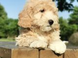 İpeksi Tüy Yapısına Sahip Maltipoo Bebeğim