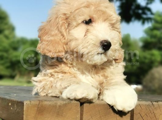 İpeksi Tüy Yapısına Sahip Maltipoo Bebeğim