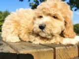 İpeksi Tüy Yapısına Sahip Maltipoo Bebeğim