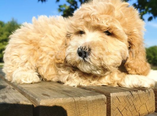 İpeksi Tüy Yapısına Sahip Maltipoo Bebeğim görsel