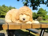 İpeksi Tüy Yapısına Sahip Maltipoo Bebeğim